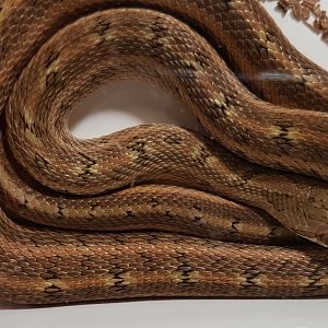 Steppe ratsnake - Elaphe dione