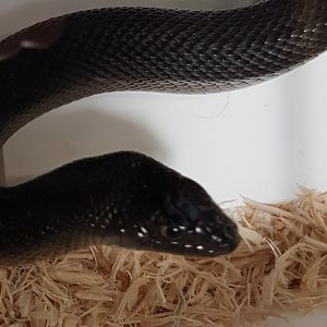 Black pine snake - Pituophis melanoleucus lodingi