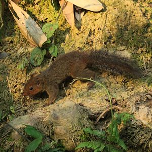 Asian Red-cheeked Squirrel