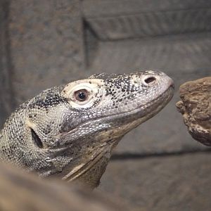 Komodo Dragon