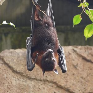 Lyle's Flying Fox
