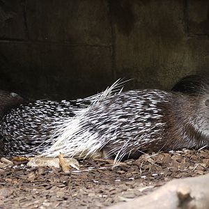 Indian Crested Porcupine
