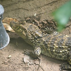 Broad-Snouted Caiman