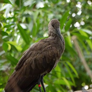 Hamerkop