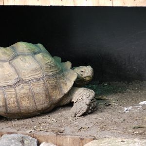 African Spurred Tortoise