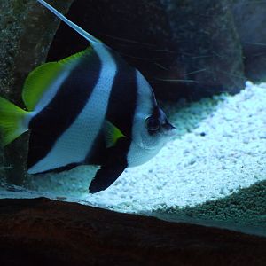 Pennant Coralfish