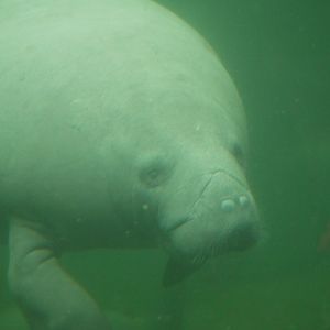 West Indian Manatee