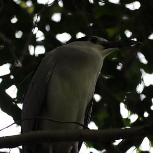 Black-Crowned Night Heron