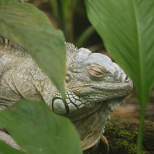 Green Iguana