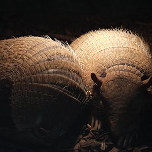 Six-Banded Armadillo