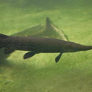 Alligator Gar