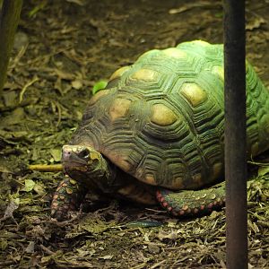 Red-Footed Tortoise