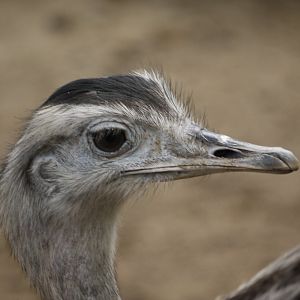 Greater Rhea