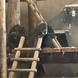 Cobby & new male chimp
