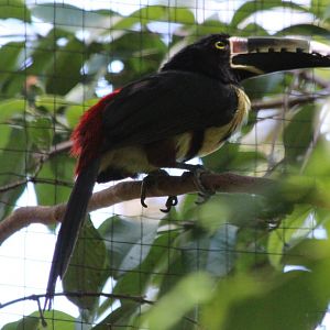 Collared Aracari - Mar 2019