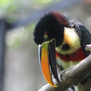 Fiery-billed Aracari - Mar 2019