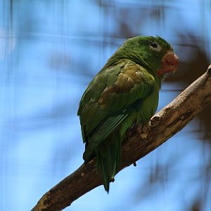 Orange-chinned Parakeet - Mar 2019