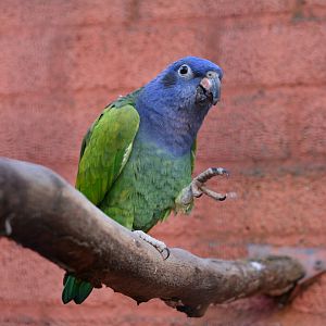 Blue-headed parrot (Pionus menstruus)