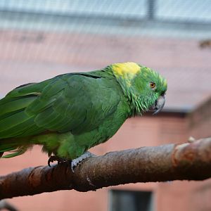 Yellow-naped parrot (Amazona auropalliata auropalliata)