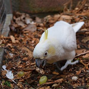 Western sulphur-crested cockatoo (Cacatua sulphurea occidentalis)