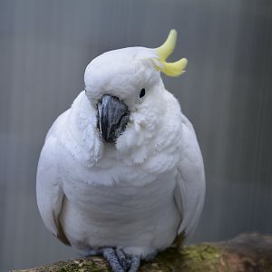 Abbott's sulphur-crested cockatoo (Cacatua sulphurea abbotti)