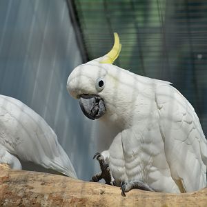 Eleonora cockatoo (Cacatua galerita eleonora)