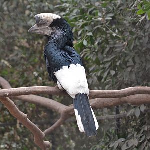 Eastern grey-cheeked hornbill (Bycanistes subcylindricus subquadratus)