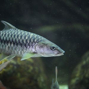 Golden mahseer (Tor putitora)