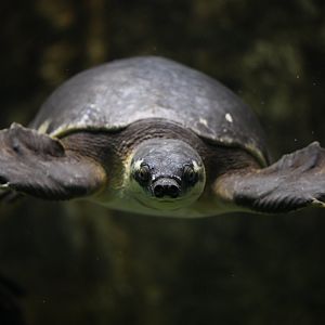 Fly River turtle (Carettochelys insculpta)