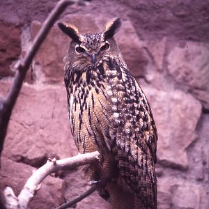 Eagle-Owl