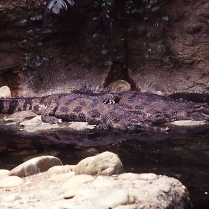 False Gavials