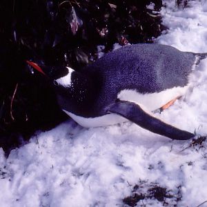 Gentoo Penguin