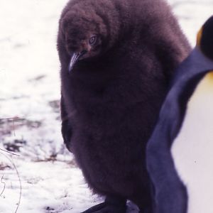 King Penguin chick