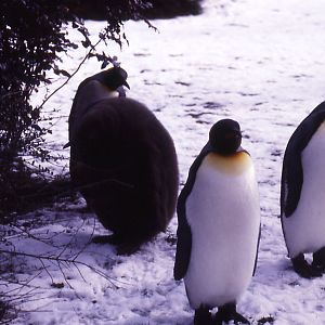 King Penguins