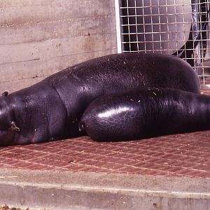 Pygmy Hippo and calf