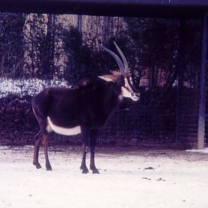 Sable Antelope