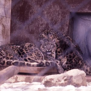 Snow Leopards