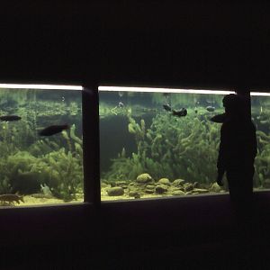 Tank in the Aquarium