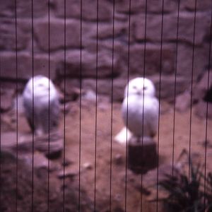 Piano Wire on Snowy Owl enclosure