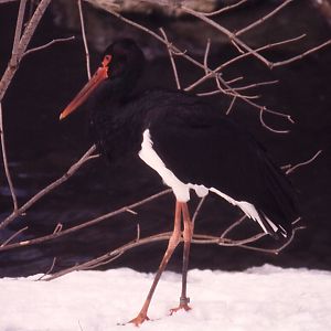 Black Stork