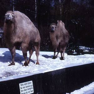Bactrian Camels