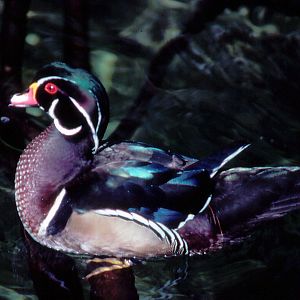 Carolina Wood Duck