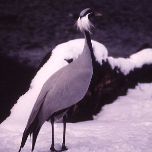 Demoiselle Crane