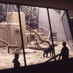 Indoor Gorilla exhibit