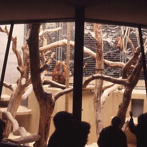 Indoor Orang exhibit