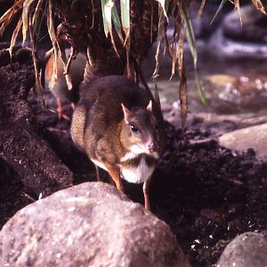 Malayan Mouse Deer