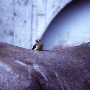 Oxpecker on Rhino