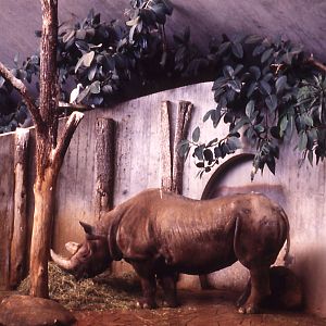 Indoor Rhino enclosure