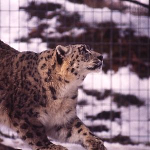 Snow Leopard in the snow