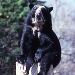 Spectacled Bear